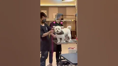 Video 8134971: cat grooming dog, cat grooming cute, cat grooming funny, cute baby dogs cats