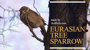 Eurasian Tree Sparrow [Passer Montanus]