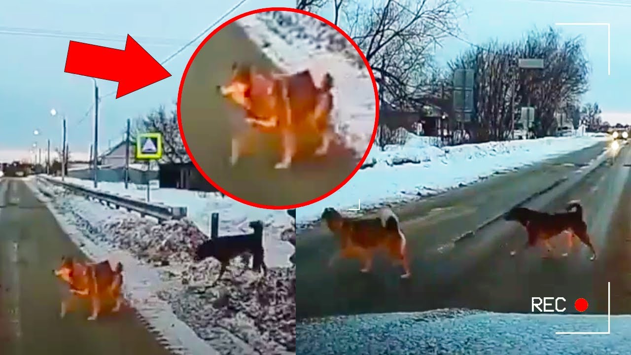 funny-dashcam-moments-idiot-drivers-youtube