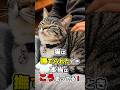 撫でられているとは思ってない!?猫にとって触れ合いの意味4選 #猫雑学 #ねこたんの解説 #猫