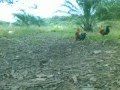 pikat ayam hutan A