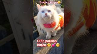 Cute Parsian Kitten Kitten