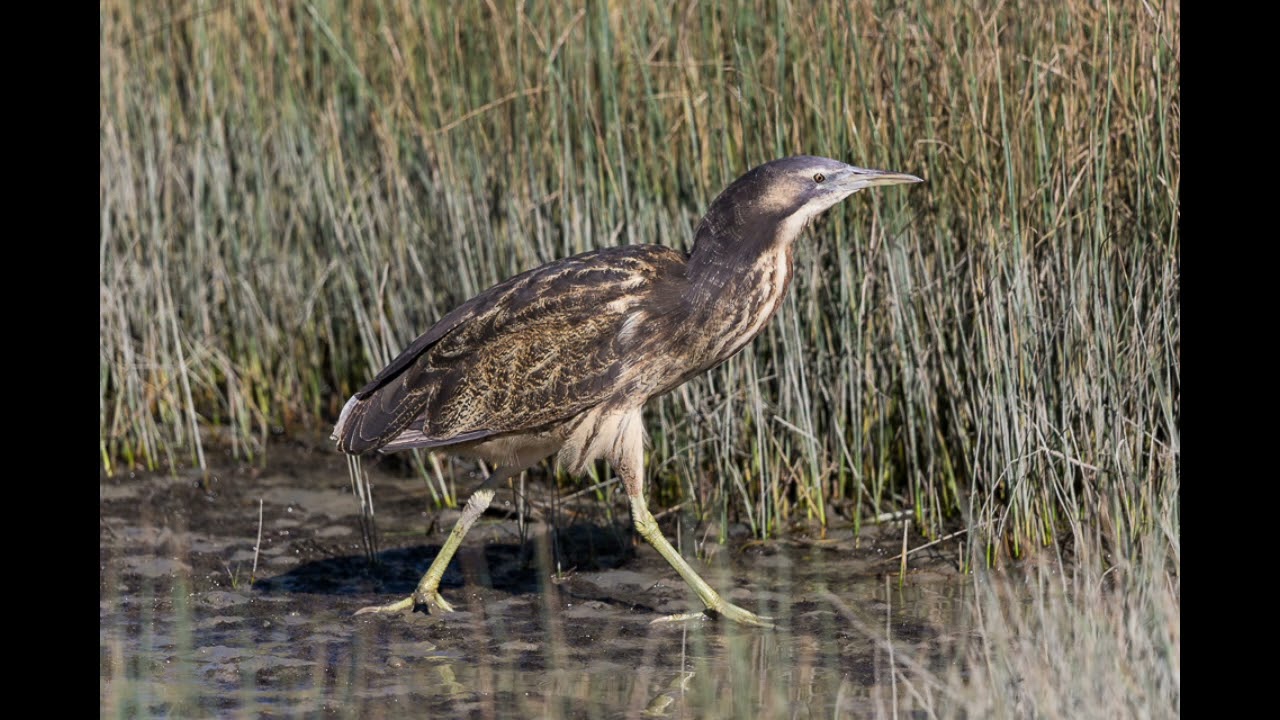 Australian Bittern