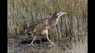 Australian Bittern