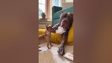 Tiny Chihuahua’s Hilarious Puppy Antics vs Huge Pitbull 🐶😂