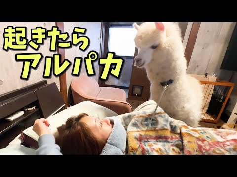 This is what happens when you get woken up by an alpaca lol - YouTube