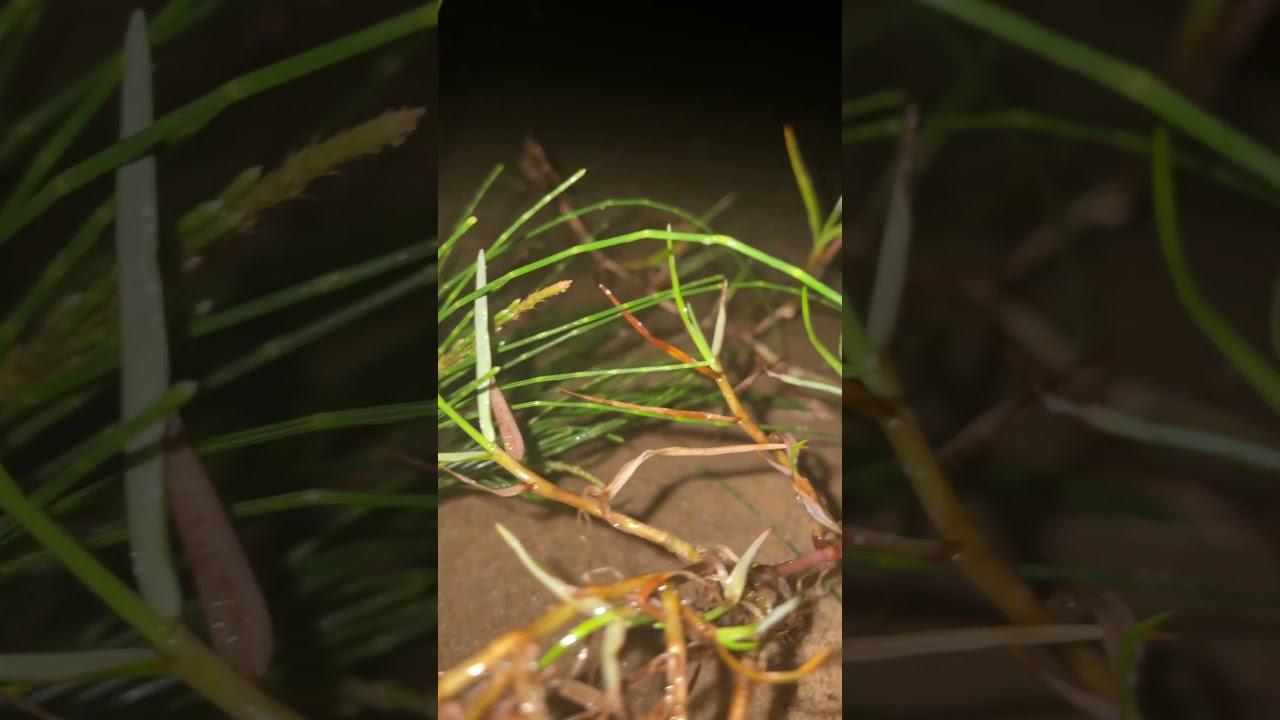 Grass growing on sand.#subscribe #short