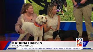 Bark in the Park - CW 2 Denver (KWGN)