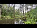 【4K】Nature sounds, Bird sound and forest noise (Rain in the forest) Music for sleeping, meditation