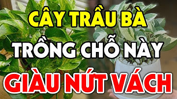 Nên Trồng Cây Trầu Bà Ở Đâu Để GÁNH TÀI LỘC VỀ NHÀ, Tiền Bạc Kéo Vào Ầm Ầm Đếm Mỏi Tay?