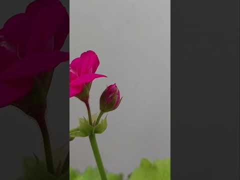 Video: Când înflorește pelargoniul?