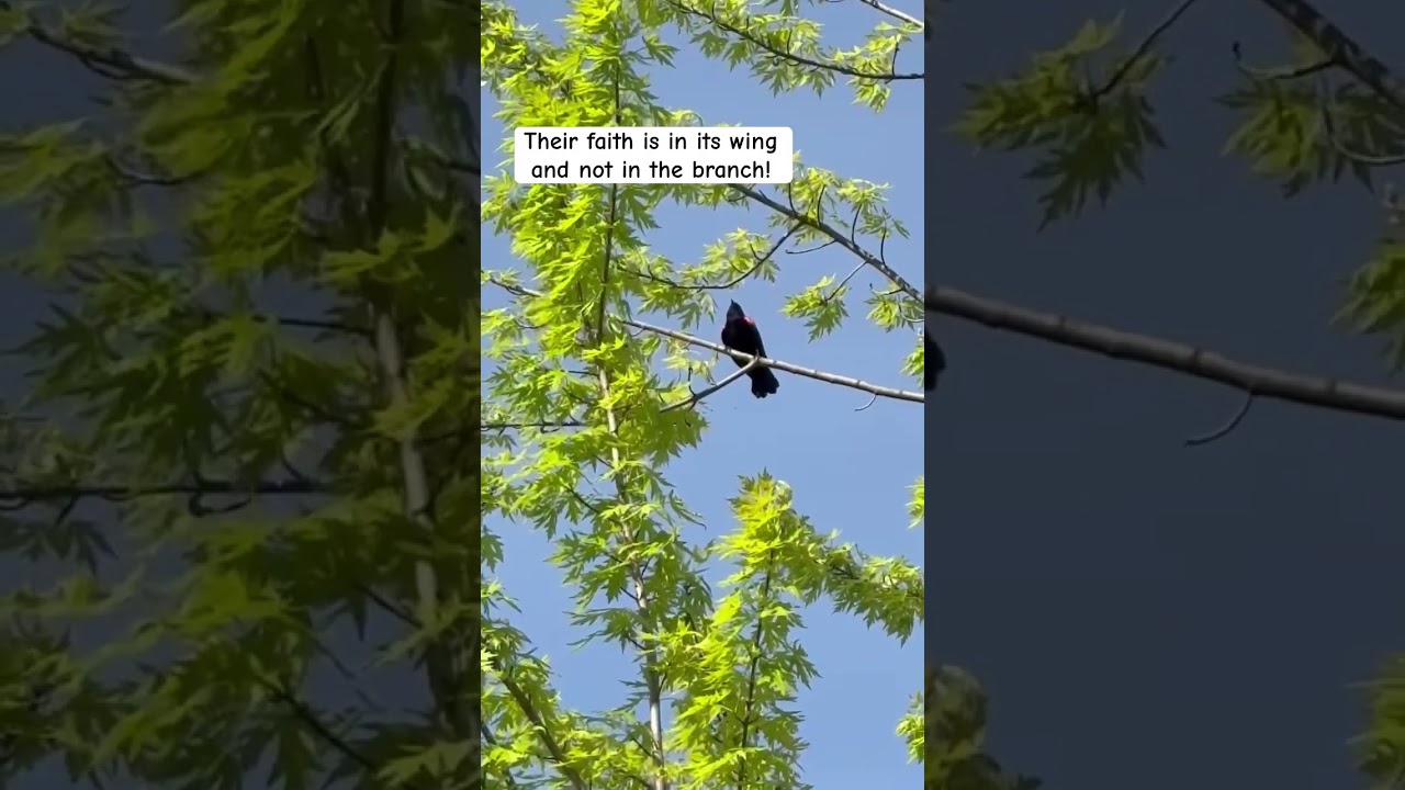 Nature’s lesson we never learn 🙃 That Royal bird! The Red-winged Blackbird! What a beauty 🩷