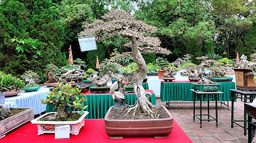 Anh Này Có Cây Duối Đẹp Nhất Triển Lãm