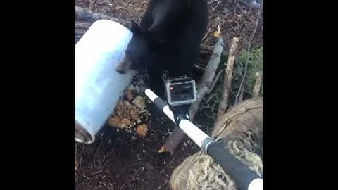 Lifting a bears head with a spear!!