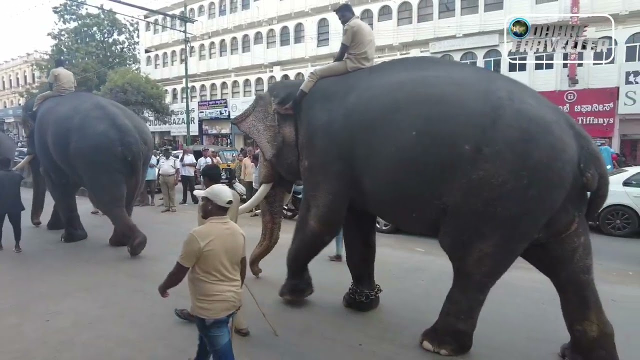 Evening walk with Jambo savari Elephants | Mysuru Dasara 2022
