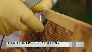 Researchers develop technology to prevent bee decline
