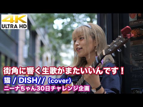 【4K】街角に響く生歌がまたいいんです！　猫 / DISH//（cover）【ニーナちゃん30日チャレンジ企画】