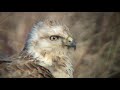 オオノスリ（2）イタチ捕食（隼人干拓） - Upland Buzzard - Wild Bird - 野鳥 動画図鑑