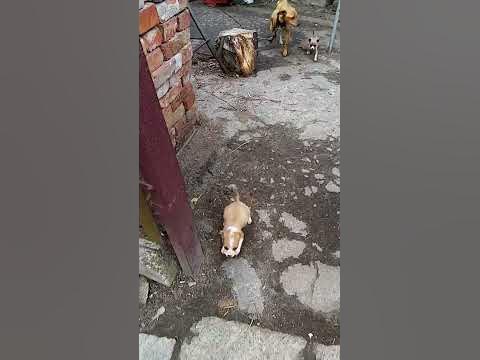#Пікінеси - YouTube