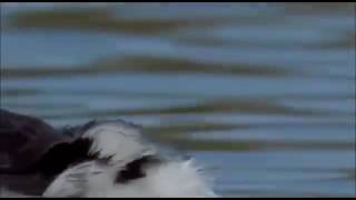 Song Beat | Nashe Si Chad Gyi | Whatsapp Status Video | Befikre | Beautiful Bird Dance