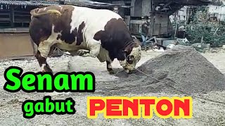 SENAM PENTON || SENAM GABUT..SENAM PANSOS || SAPI OLAH RAGA || VIRAL SAPI.SAPI JUARA KONTES APPSI