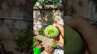 தனித்துவமான சுவையுடைய மா ரகம்இது!||Krishna home garden#shorts