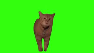 I go meow meme Green screen