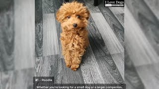 Top 10 Popular Hypoallergenic Dog Breeds 💖💘🐶 by I Love Dogs 43 views 4 years ago 3 minutes, 21 seconds