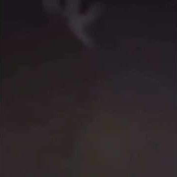 a cat that looks like adolf hitler