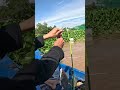 Lên cá cóc ở Thốt Nốt #fishing