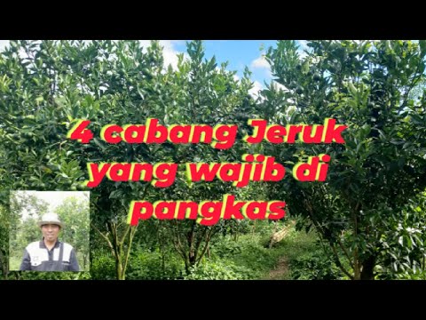 Video: 4 Cara Mengukus Sayuran