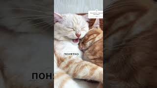 Как Избавиться От Мужа.