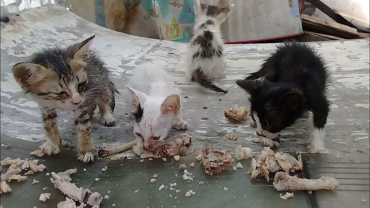 even though 4 cuties babies kittens are full, they are still willing to