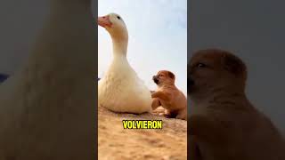 El cachorro y la pata que fueron familia ❤️