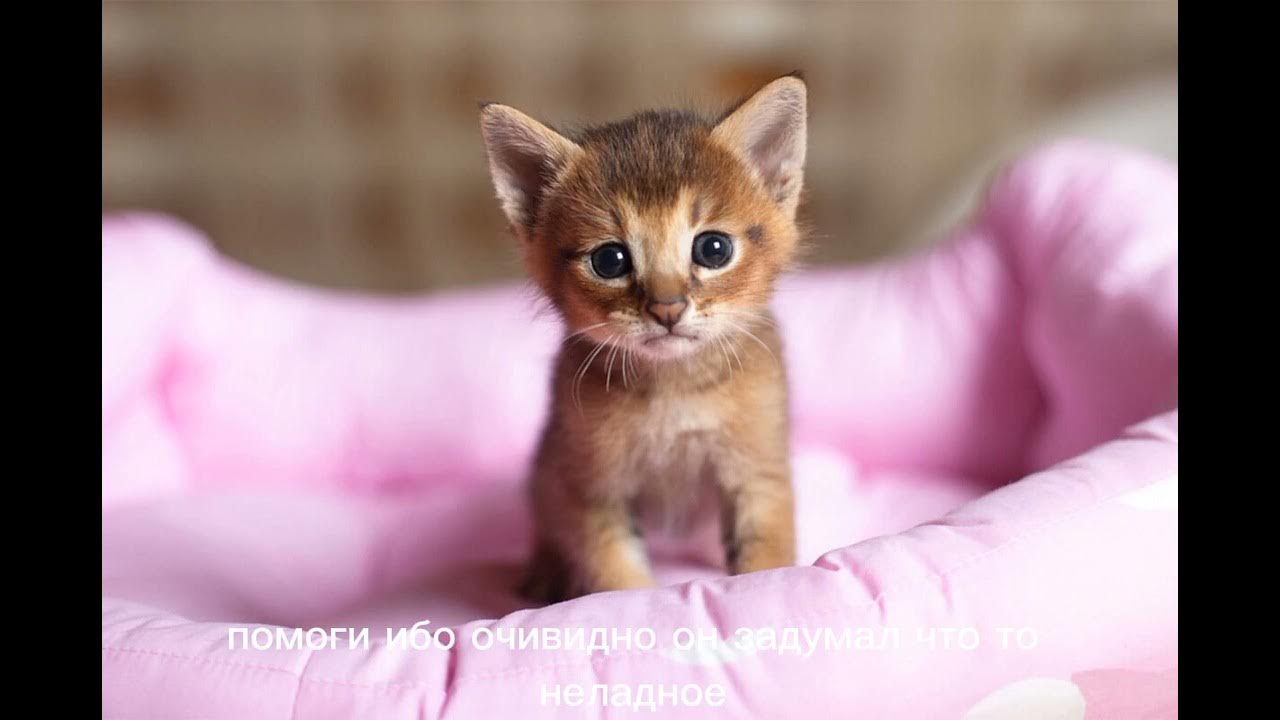 сериал кот замораживатель 2 серия - YouTube