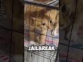 🤭Luna was caged🤯 today and she is absolutely furious😡 #short