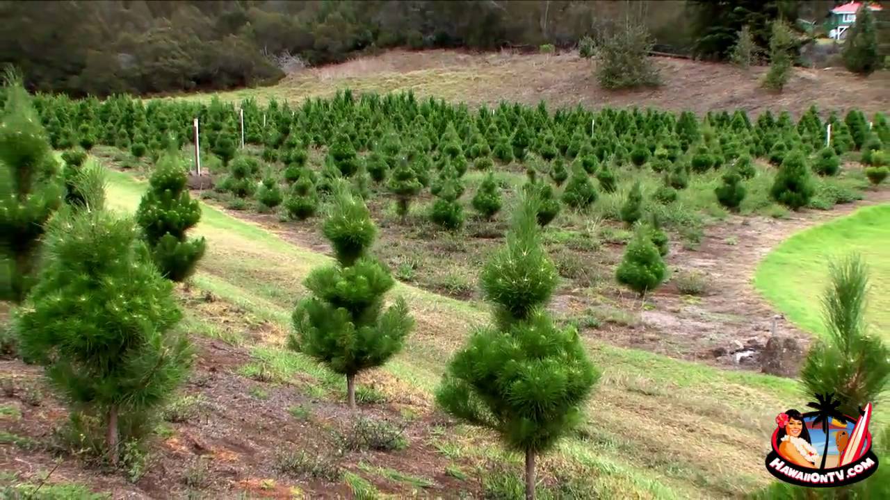 Kula Botanical Garden Kula Maui Hawaii Youtube