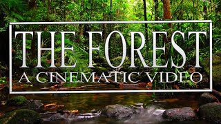 The Forest Cinematic Video | Cinematic Travel Video | Asmr | Silent Vlog | Natural Sounds