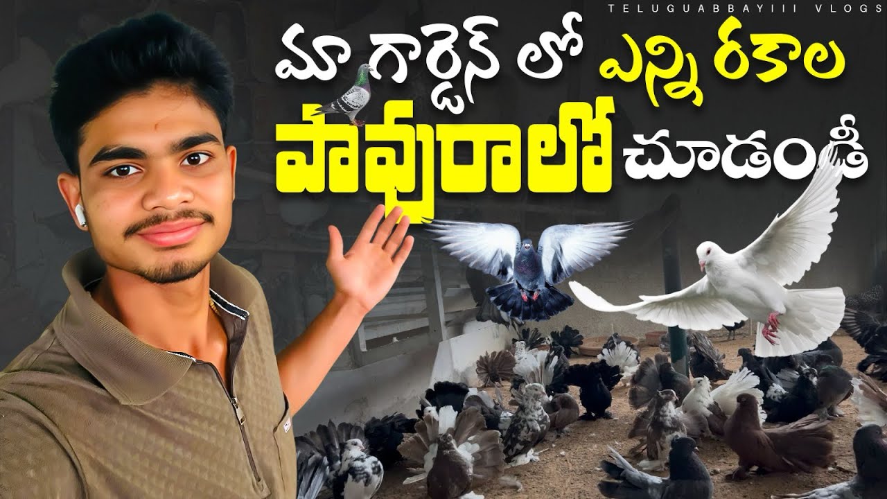 నేను ఉన్న గార్డెన్ లో ఎన్ని పావురాల్ని పేంచుతున్నామో చూడండీ ॥ఎన్ని గుడ్లో చూడండీ ॥#pigeon #birds