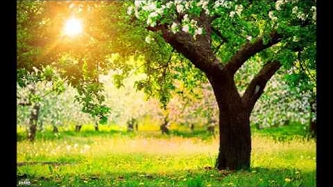 سورة نوح - علاء نعمان