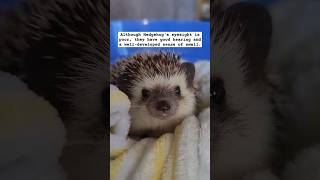 Hedgies and their noses - Sound ON 🔊