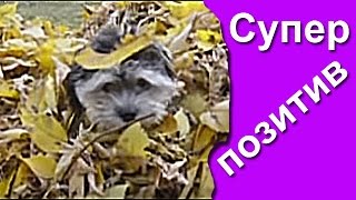 Ржачные игры собак в листве! Лучшие приколы с животными Приколы с собаками Топ приколы | Top 10 Ржачные игры собак в листве! Лучшие приколы с животными Приколы с собаками Топ приколы | Top 10