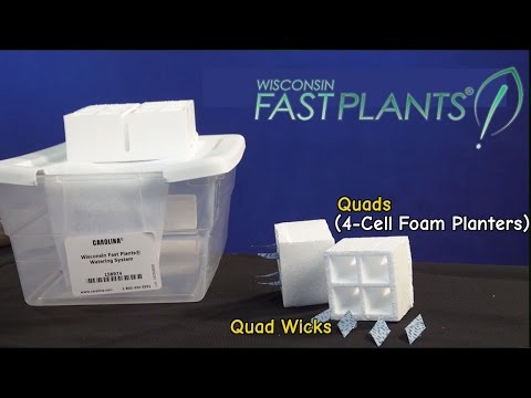 How To Plant Wisconsin Fast Plants Watering System Youtube