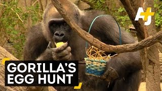 Gorillas Hunting For Easter Eggs