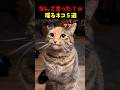 なんて言ってる?喋る猫5選#cat #面白集 #ねこ #笑ったら負け