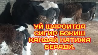 УЙ ШАРОИТДА СИГИР БОКИШ КАНДАЙ НАТИЖА БЕРАДИ