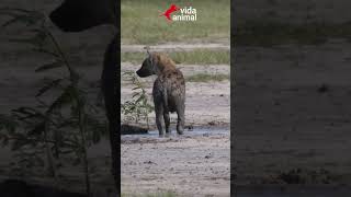 CÃES SELVAGENS AFRICANOS ATACAM HIENAS - VIDA ANIMAL