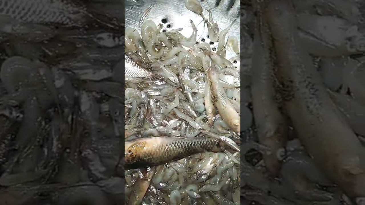 Khajing marang kaire || Icha mach || I love💓 Prawns !!!