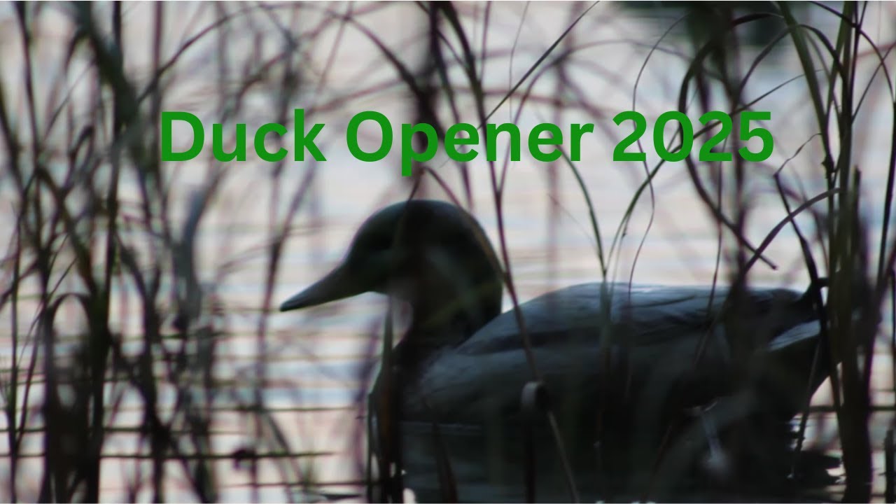 Minnesota Duck Opener 2025 (Shotgun issues yet again)