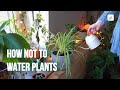 Plant watering hacks how not to water indoor plants